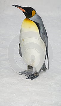 Emperor penguin photo