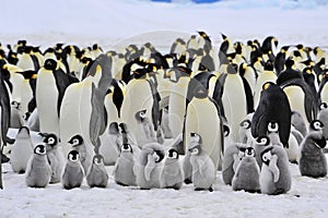 Emperor Penguin photo