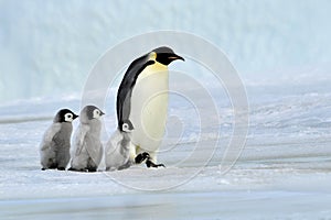 Emperor Penguin