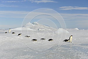 Emperor Penguin