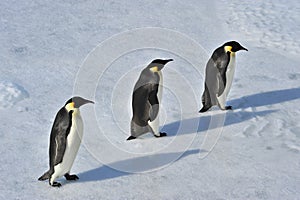 Emperor Penguin