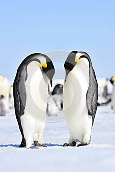 Emperor Penguin