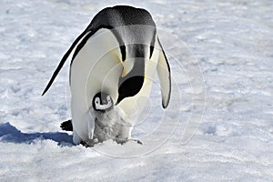 Emperor Penguin photo