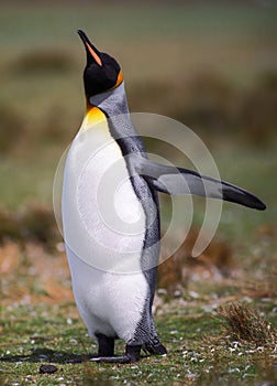 Emperor penguin