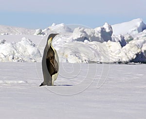 Emperor Penguin