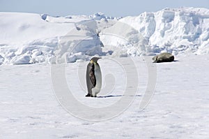 Emperor Penguin