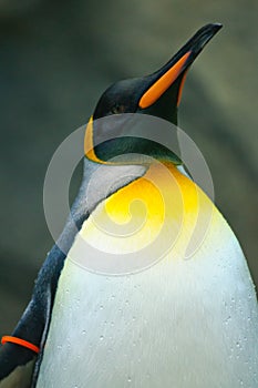 Emperor Penguin