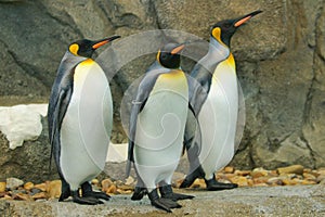 Emperor Penguin