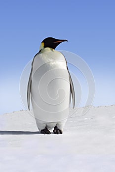 Emperor Penguin