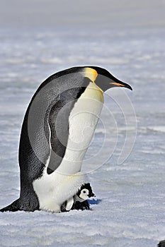 Emperor Penguin