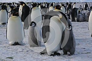 Císař tučňák 