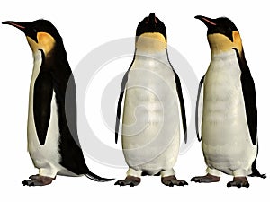 Emperor Penguin