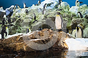 Emperor penguin in animal park