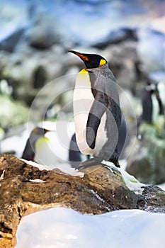 Emperor penguin in animal park