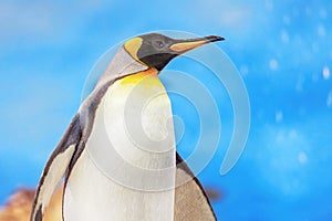 Emperor penguin in the antarctic. Snow falls on the blue sky