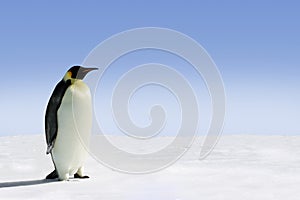 Emperor penguin in Antarctica