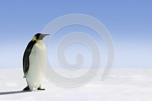 Emperor penguin in Antarctica photo