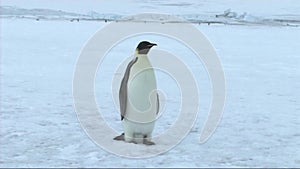 Emperor penguin on Antarctica