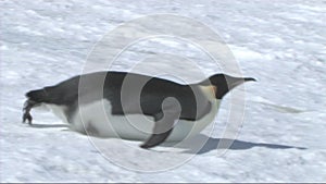 Emperor penguin on Antarctica