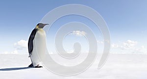 Emperor Penguin in Antarctica