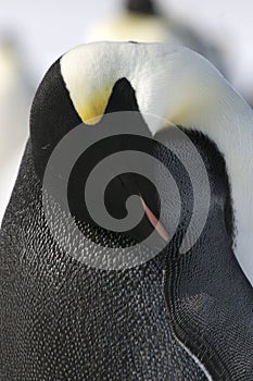 Emperor penguin (Aptenodytes forsteri)