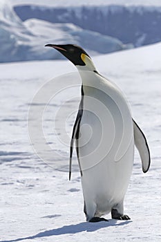 Emperor penguin (Aptenodytes forsteri)