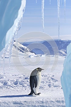 Emperor penguin (Aptenodytes forsteri)