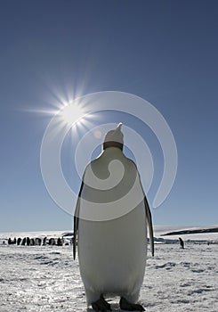 Emperor penguin (Aptenodytes forsteri)