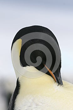 Emperor penguin (Aptenodytes forsteri)