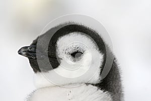 Emperor penguin (Aptenodytes forsteri)