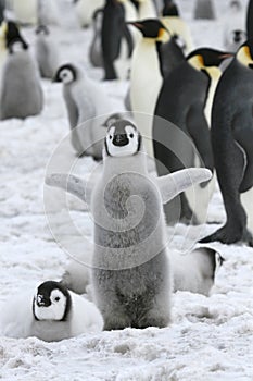 Emperor penguin (Aptenodytes forsteri)