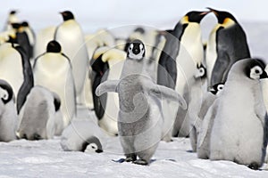 Emperor penguin (Aptenodytes forsteri)