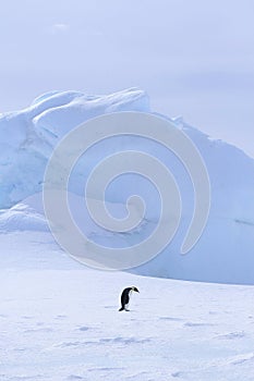 Emperor penguin (Aptenodytes forsteri)