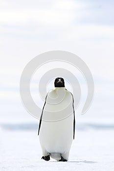 Emperor penguin (Aptenodytes forsteri)