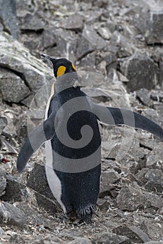 Emperor penguin,Aptenodytes forsteri,