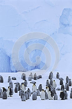 Emperor Penguin (Aptenodytes forsteri) colony