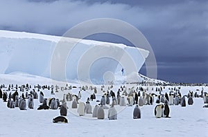 Emperor Penguin (Aptenodytes forsteri) colony and iceberg photo