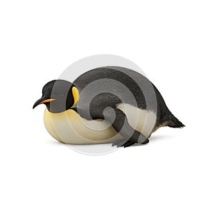 pinguino imperatore in posizione di cova vista 3 4 frontale