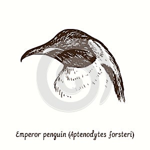 Emperor penguin Aptenodytes forsteri face side view portrait. Ink black and white doodle drawing