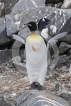 Emperor penguin,Aptenodytes forsteri, i