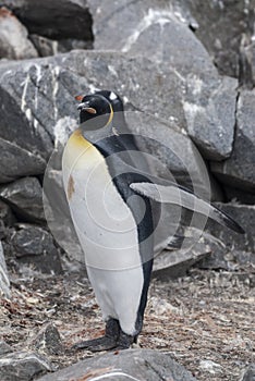 Emperor penguin,Aptenodytes forsteri, in Port Lockroy,