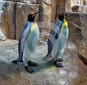 Emperor penguin (Aptenodytes forsteri)