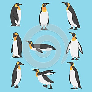 Emperor Penguin as Aquatic Flightless Bird with Flippers for Swimming Vector Set