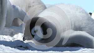 Emperor penguin chick