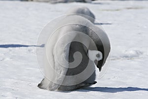 Emperor penguin chick