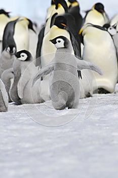 Emperor penguin chick