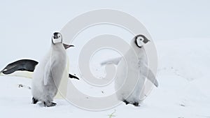 Emperor Penguin with chick in Antarctica