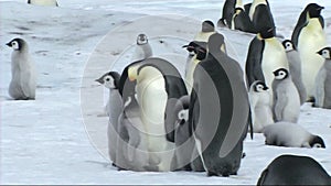Emperor penguin chick asking its parent for food