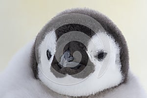 Emperor Penguin chick close up