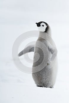 Emperor Penguin chick on ice